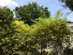 Turf Club Road (D11), Detached #455553541